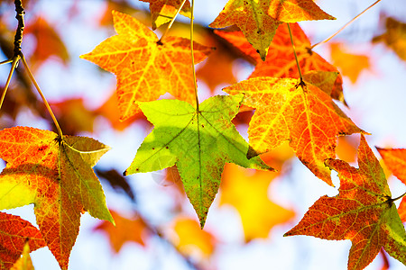 秋落叶秋天的树叶背景