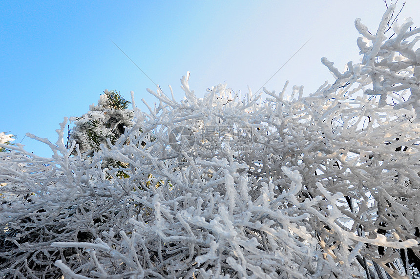 冬天冰雪树枝图片