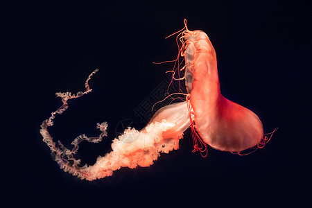 水母 海洋生物高清图片