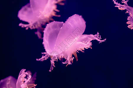 水母 海洋生物图片