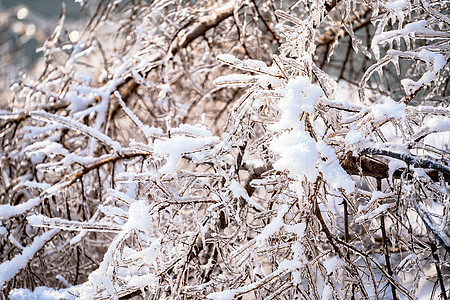 雪花压树枝立冬高清图片素材