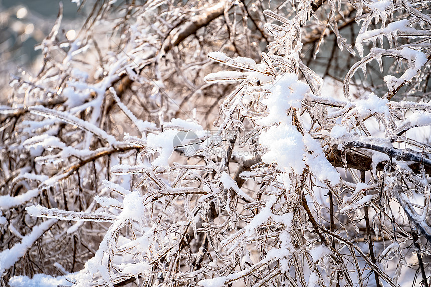 雪花压树枝图片