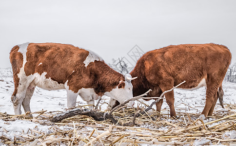 雪花牛小排雪地中的黄牛吃草料背景