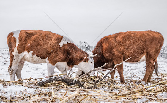 雪地中的黄牛吃草料图片