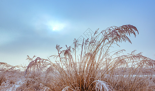 大雪养生内蒙古冬季户外植被雪景背景