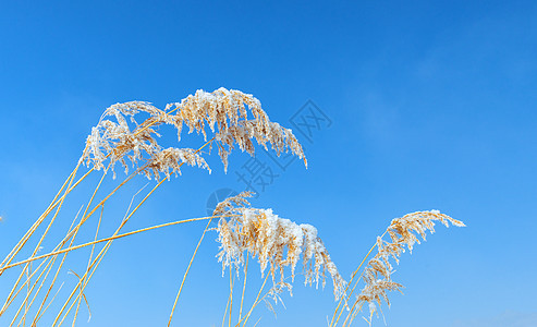 内蒙古冬季户外植被雪景图片