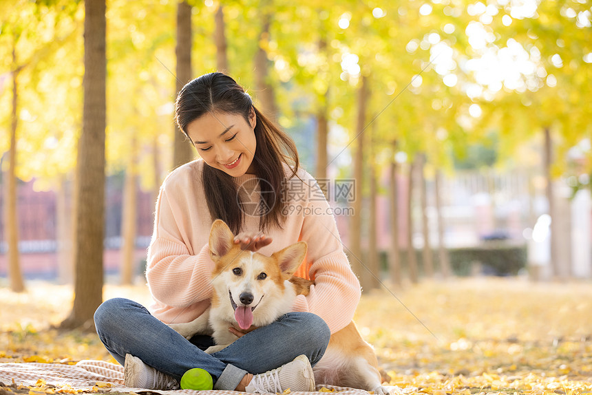 女性带着宠物柯基犬坐在银杏林里图片