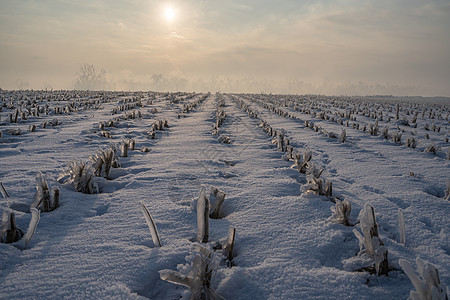 冬天的田地草地上的雪高清图片素材