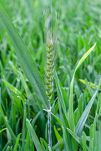 初生的冬小麦高清图片
