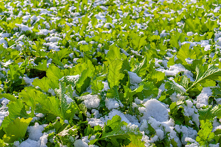 雪地里的雪里蕻高清图片