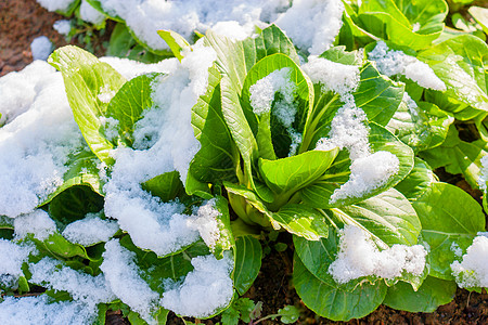 雪地里的青菜高清图片