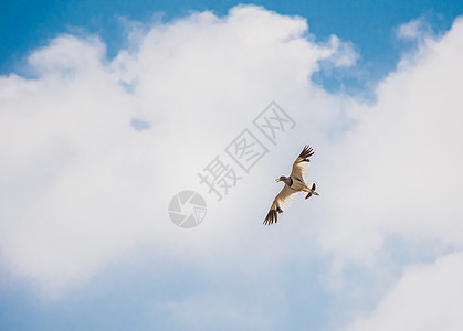 天空中飞翔的鸟儿背景图片