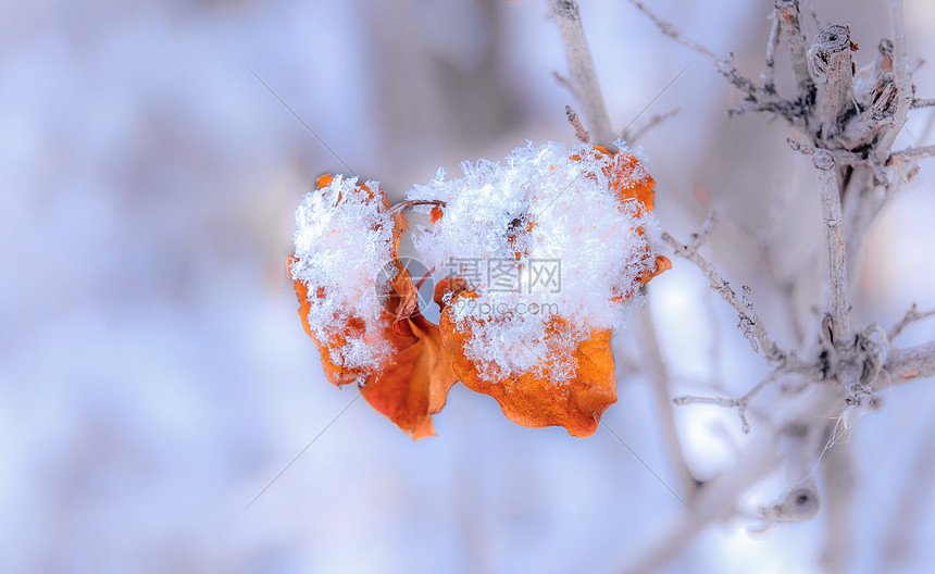 内蒙古冬季树挂雪景特写图片