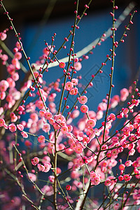 盛开的梅花背景图片