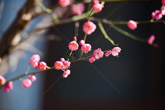 盛开的梅花图片