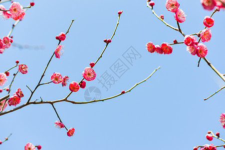 粉红色腊梅盛开的梅花背景