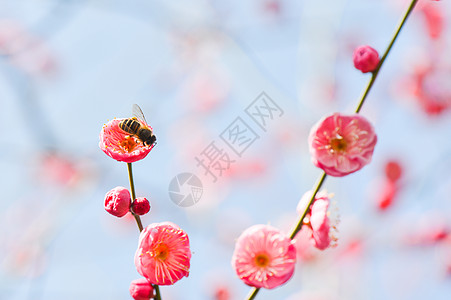 盛开的梅花背景图片