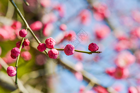 粉色花卉背景含苞待放的梅花背景