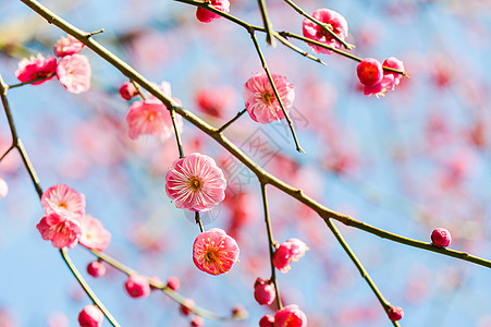 盛开的梅花冬天的樱桃树高清图片