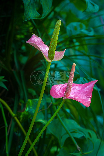 花烛图片