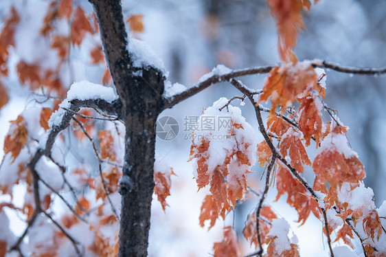 吉林亚龙湾景区冬天树挂风景图片