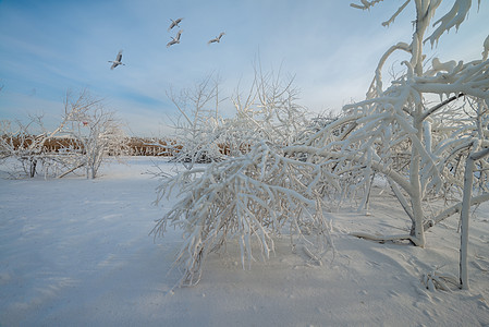 扎龙自然保护区冬天丹顶鹤图片