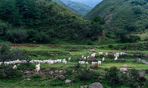 内蒙古高山牧场羊群图片