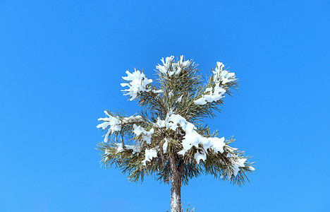 内蒙古冬季松树冰雪树挂图片