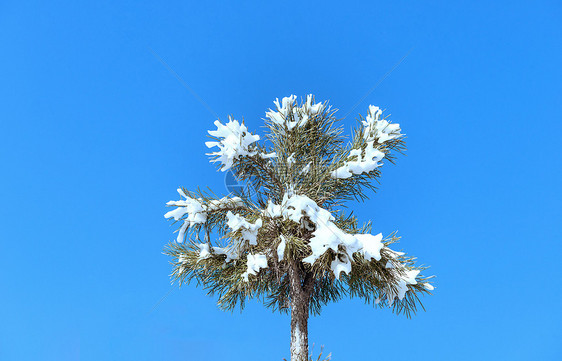 内蒙古冬季松树冰雪树挂图片