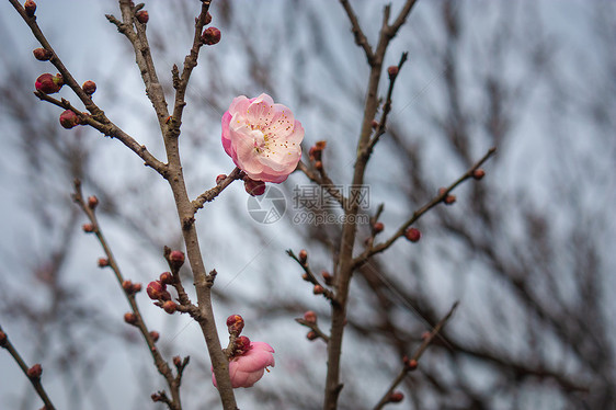 梅花图片