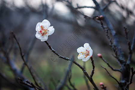 新年花梅花背景