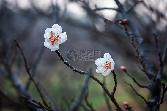 梅花图片