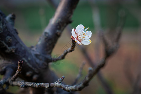 梅花图片