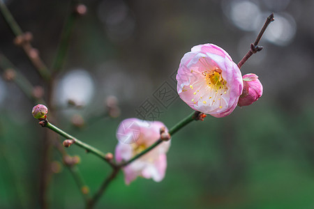 梅花春天花卉绿梅高清图片