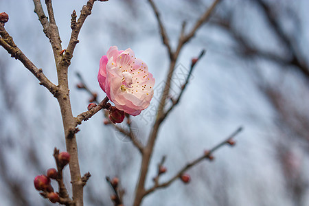 梅花图片