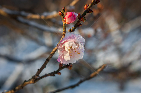 雪中梅花图片