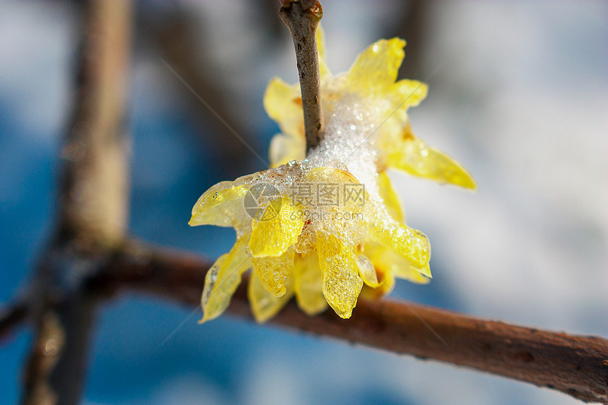 雪中腊梅图片