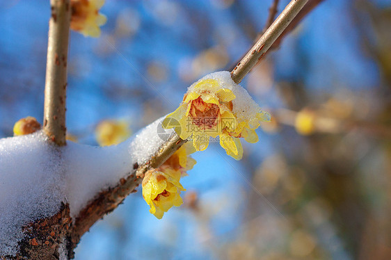 雪中腊梅图片