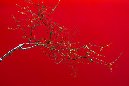 蜡梅照片 蜡梅背景 蜡梅摄影图片下载 摄图网 蜡梅照片 蜡梅背景 蜡梅摄影图片下载 摄图网