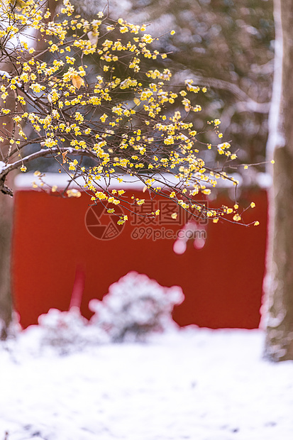 南京明孝陵雪天的腊梅与红墙图片