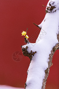 南京明孝陵雪天的腊梅与红墙图片