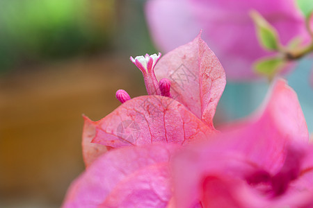 三角梅特写叶子花背景