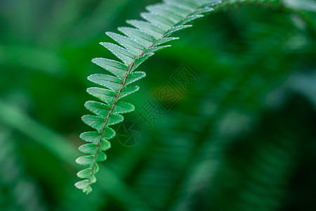 绿色的叶片雨水 小草高清图片