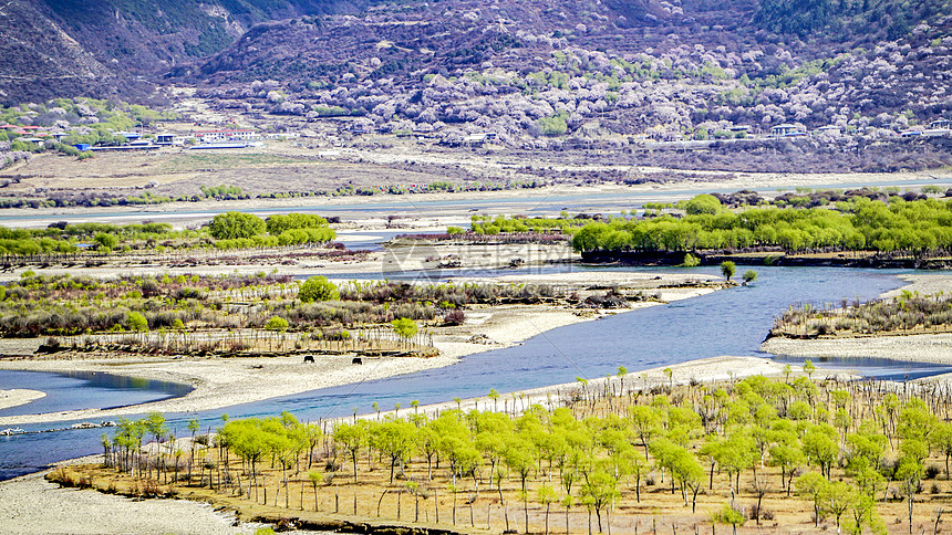 西藏林芝雅鲁藏布江湿地公园图片