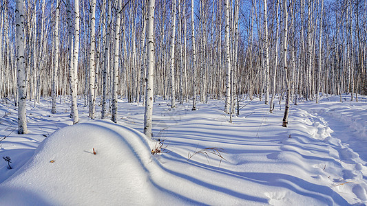 冬天黑龙江省大兴安岭漠河的白桦林图片