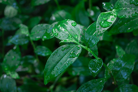 叶子雨水稻田高清图片