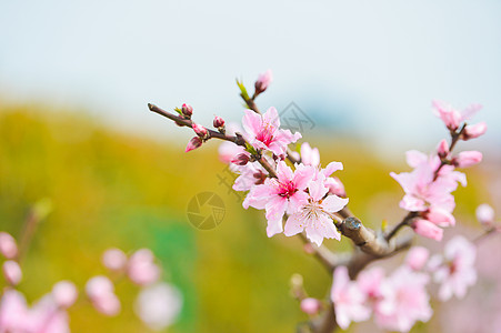 春天里的花朵春天里的粉色桃花背景