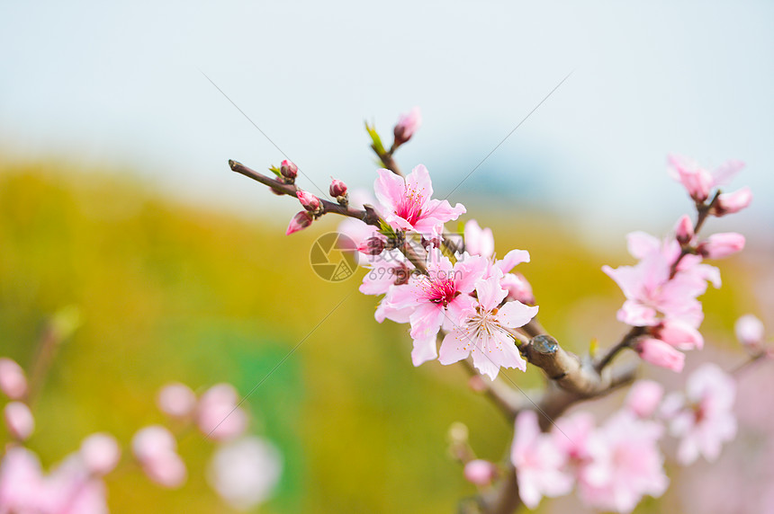 春天里的粉色桃花图片