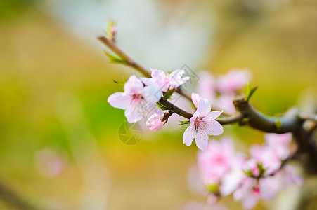 春天里的粉色桃花图片
