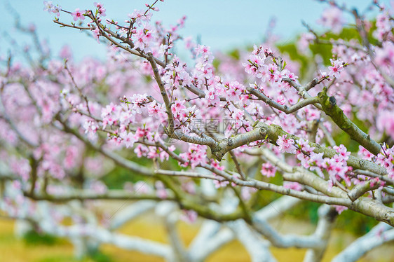 春天里的粉色桃花图片